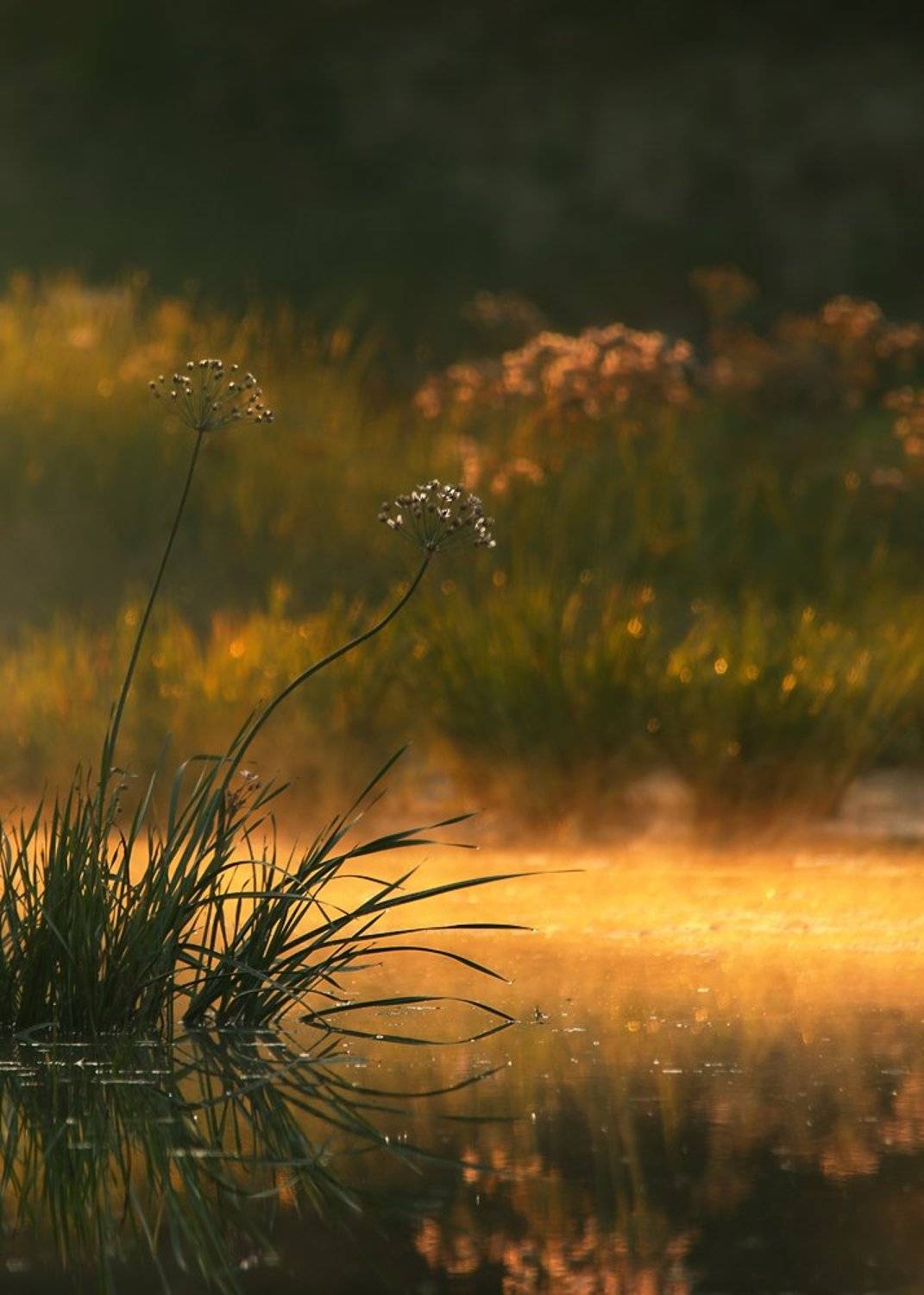 landscape, flowers, nature, water, fog, morning, Lyuboslav