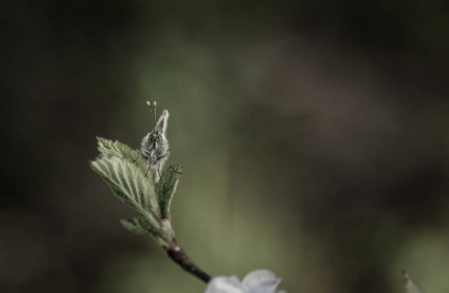 , Зоя Малхова