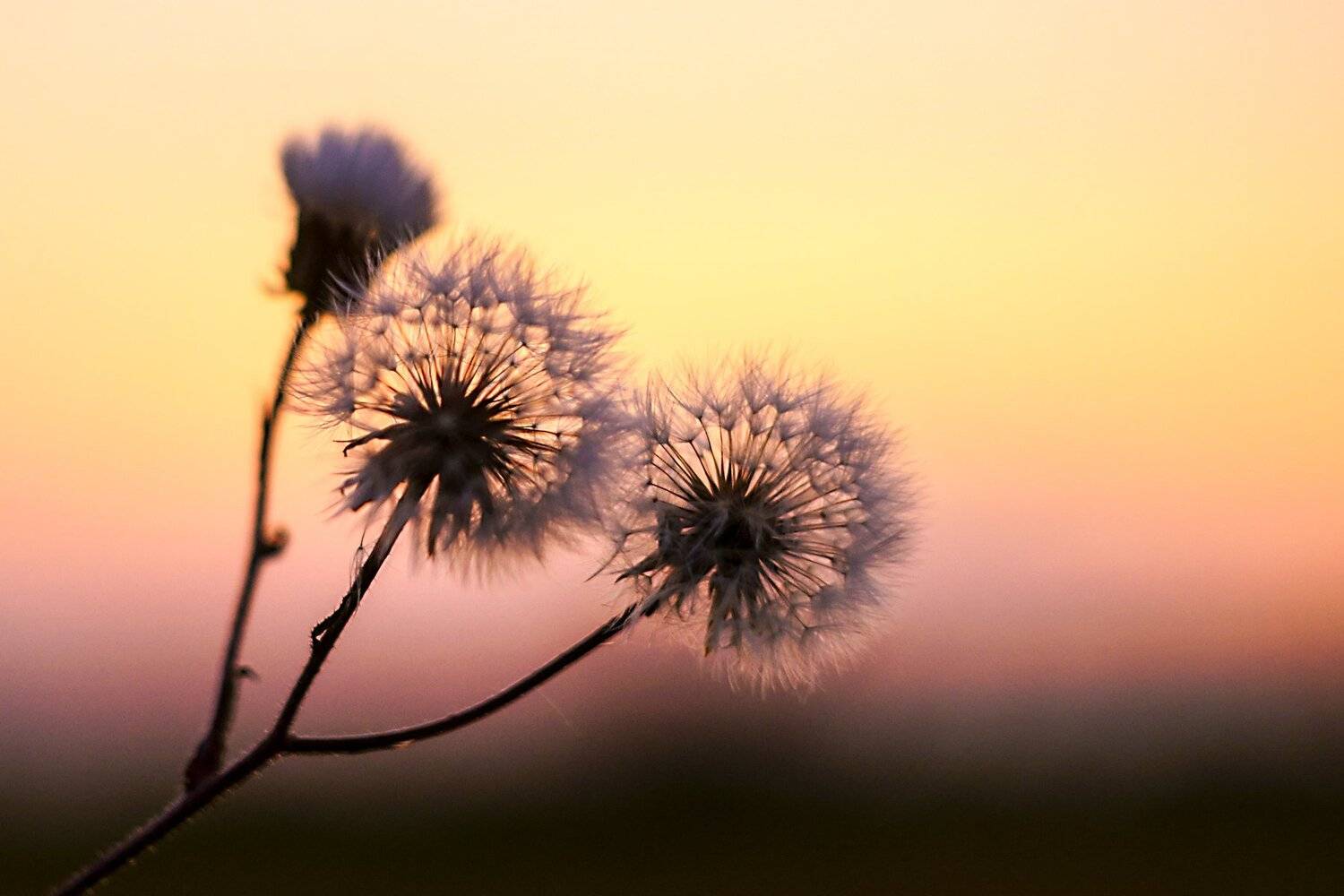 , Марина Соколова