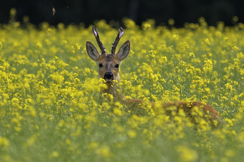 про косуль фото превью