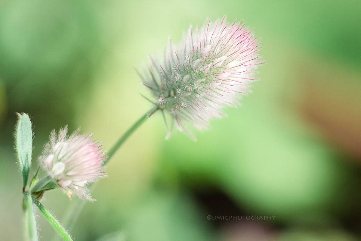 макро, цветы, природа, макромир, макросъёмка, гелиос44_2, осень, солнце, растение, , Дмитрий Гусалов