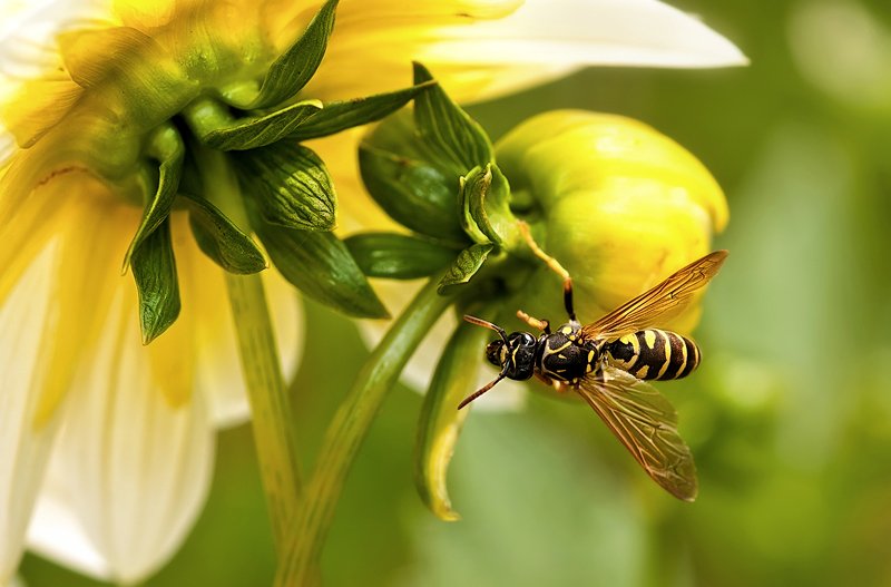 макро * * * фото превью