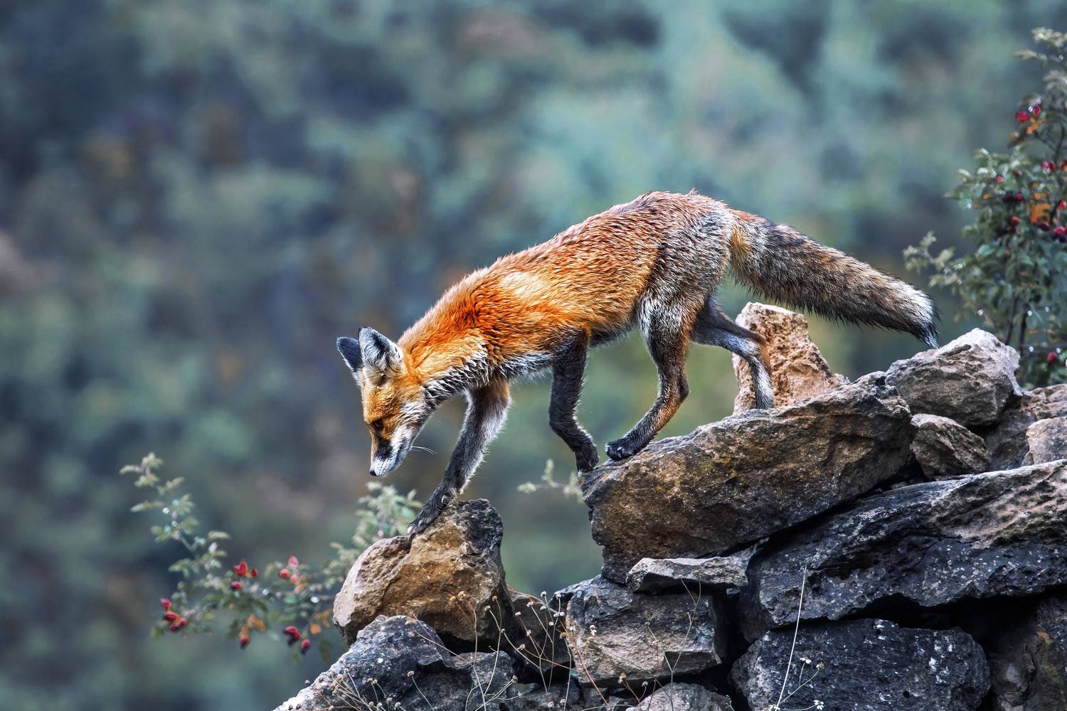 Лис, лиса, fox, Vyacheslav Lozhkin