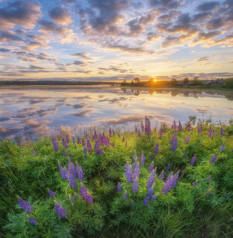Рассвет и люпины фото превью