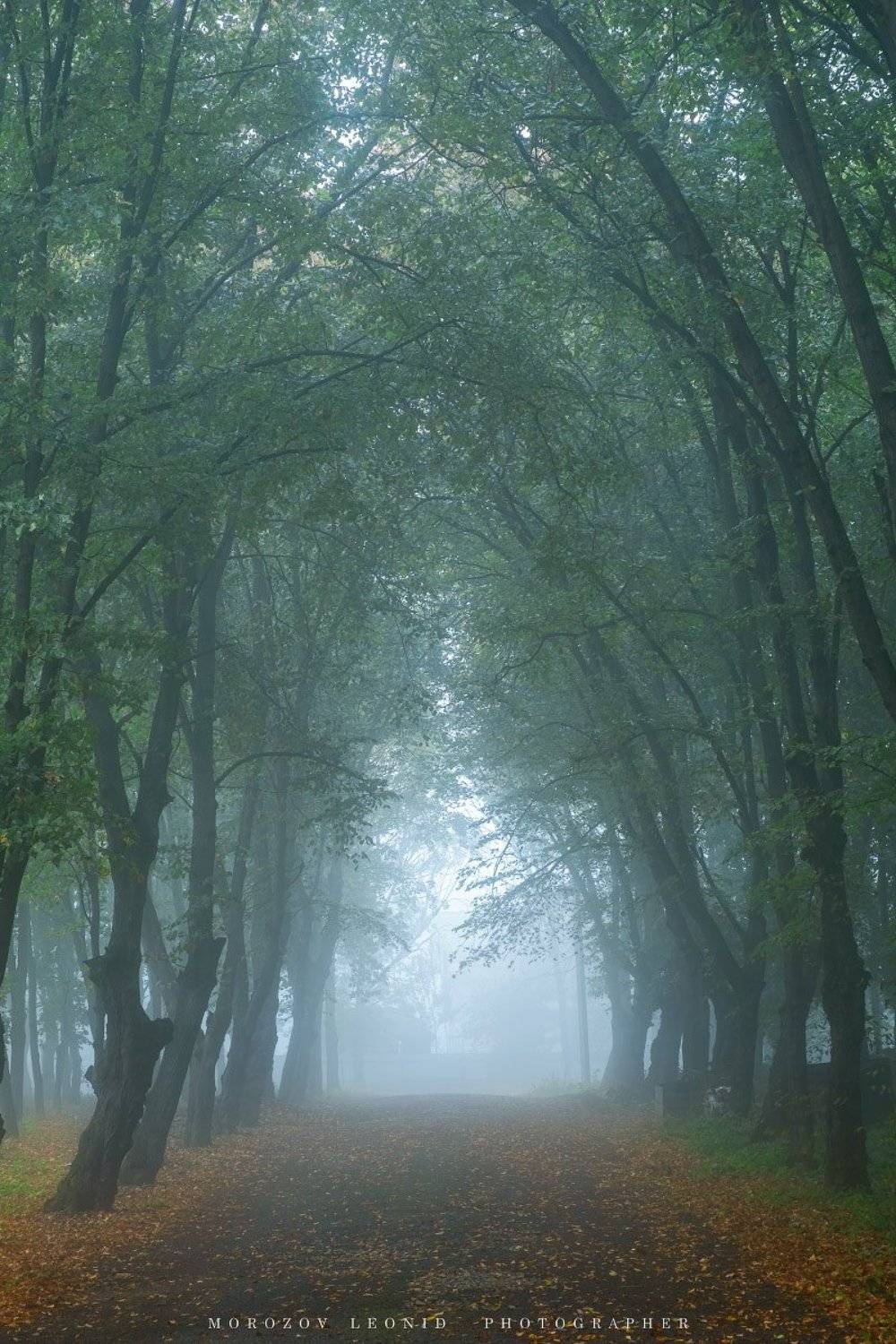 #landscape, #nature, #scenery, #forest, #wood, #autumn, #mist, #misty, #fog, #foggy, #river, #waterfall, #longexposure, #mountain, #vitosha, #bulgari, #aтуман, #лес, #oсень, Леонид Морозов
