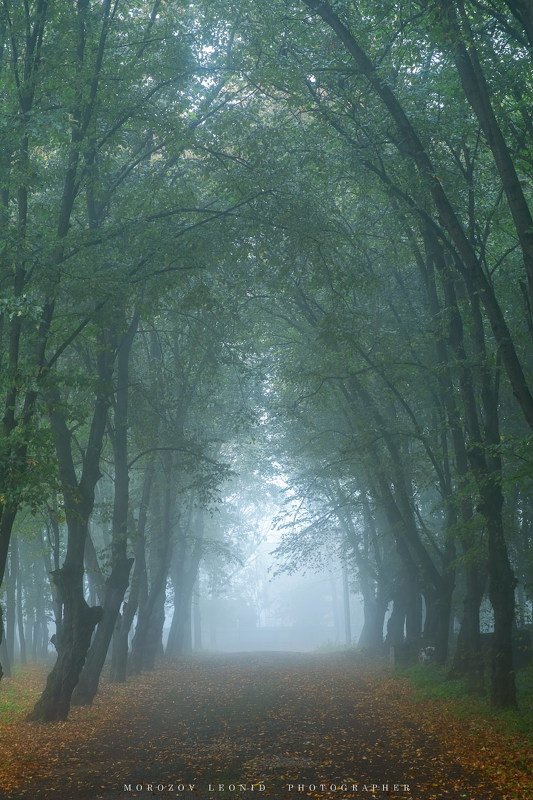#landscape, #nature, #scenery, #forest, #wood, #autumn, #mist, #misty, #fog, #foggy, #river, #waterfall, #longexposure, #mountain, #vitosha, #bulgari, #aтуман, #лес, #oсень  фото превью