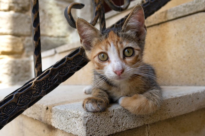 Глазастый  фото превью