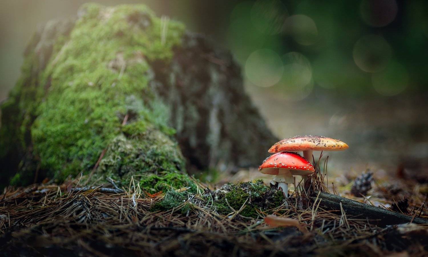 грибы, лес, мухомор, поганка, пень, мох, Казун Андрей