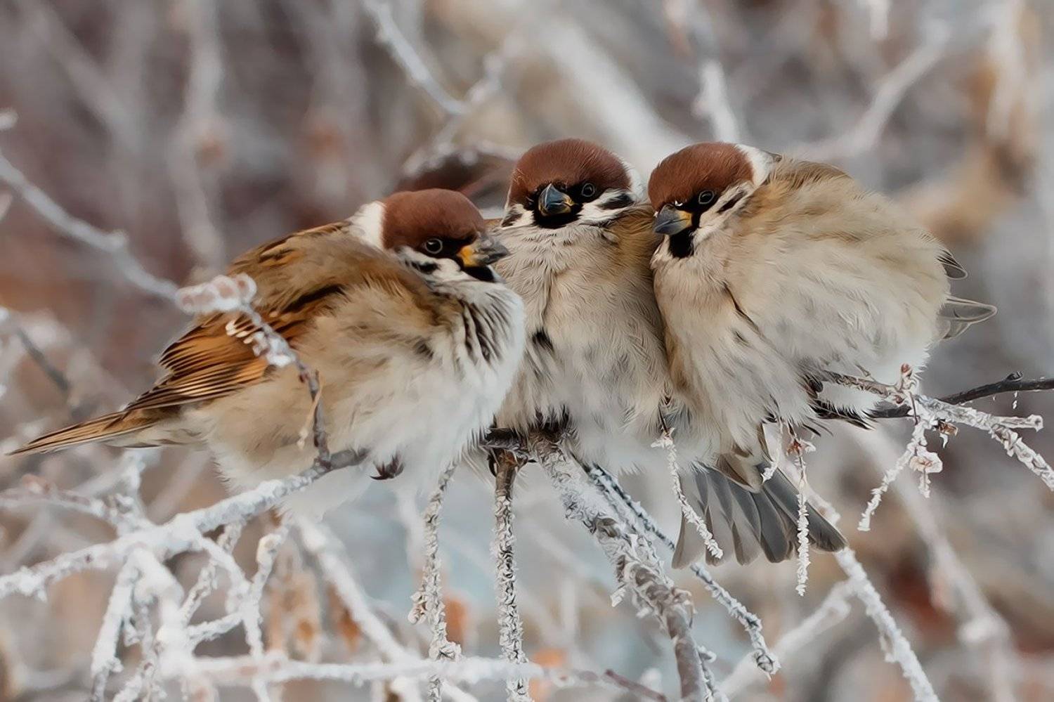 , Алёна Сурнина