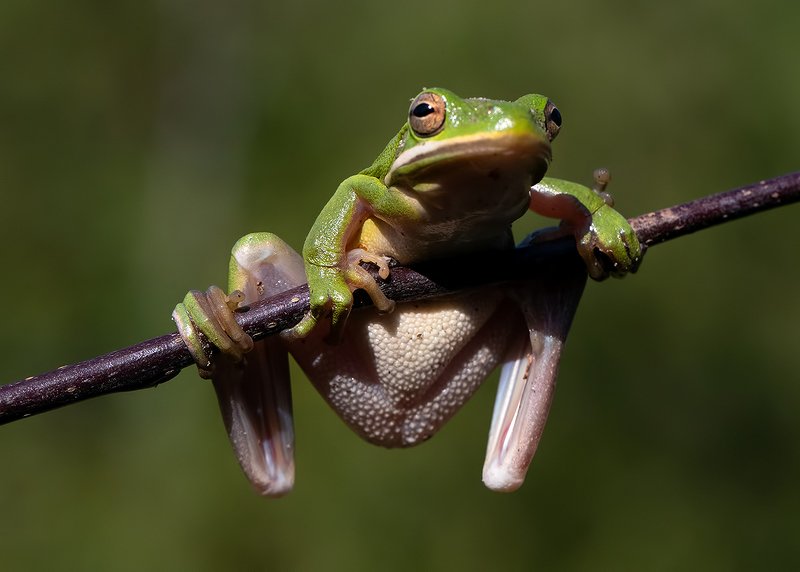 макро, квакша, лягушка, frog,  macro Frog. Зеленая североамериканская квакша фото превью
