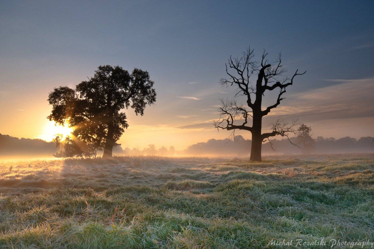 trees, , oaks, , park, , autumn, , sunrise, , sunrays, , light, , misty, , foggy, , landscape, , natura, Michal Rozalski