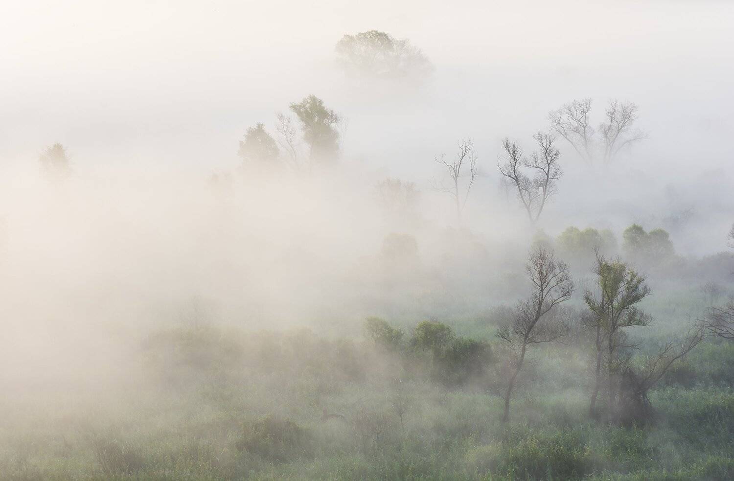 , Дмитрий Новоселов