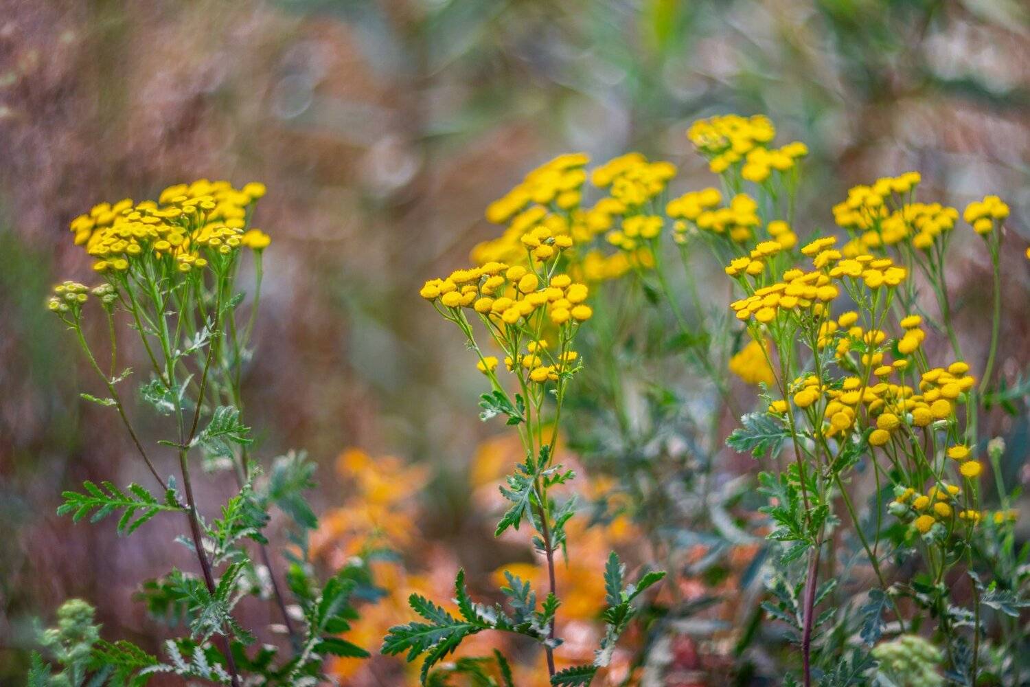 пижма, Руслан Востриков