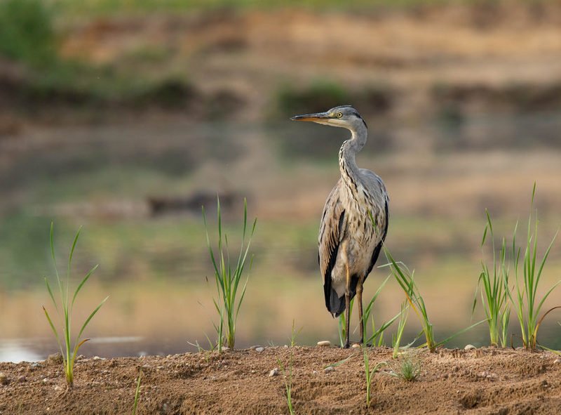 серая цапля, птицы, Серая хищница фото превью
