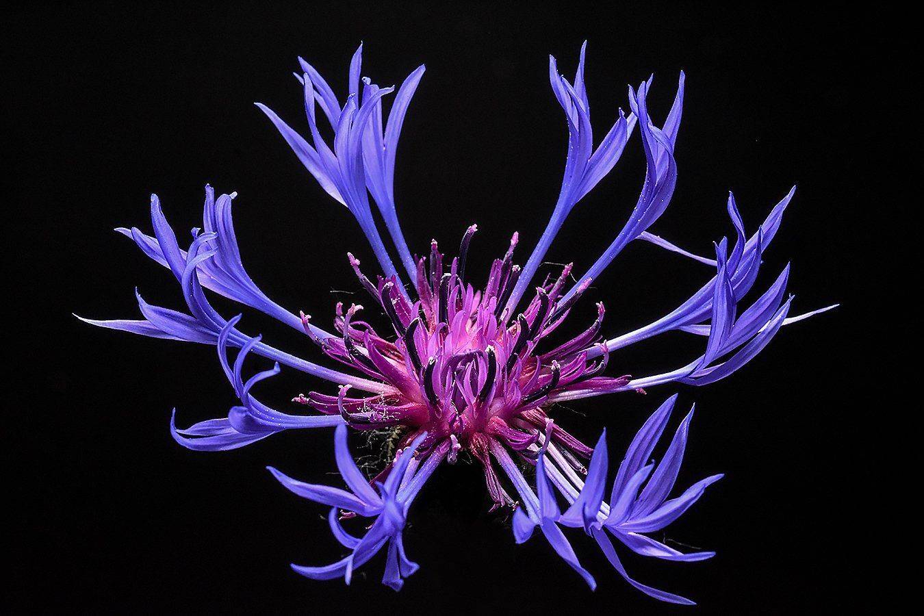 цветок,макро,василек, Сергей Духанин