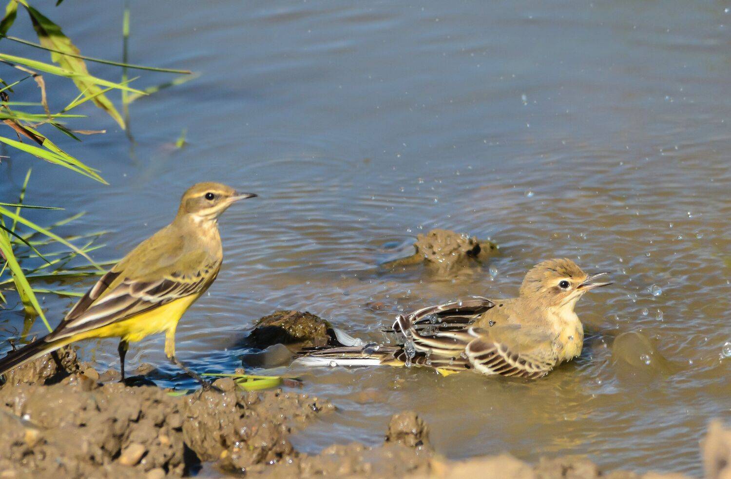 , Михаил Белоусов