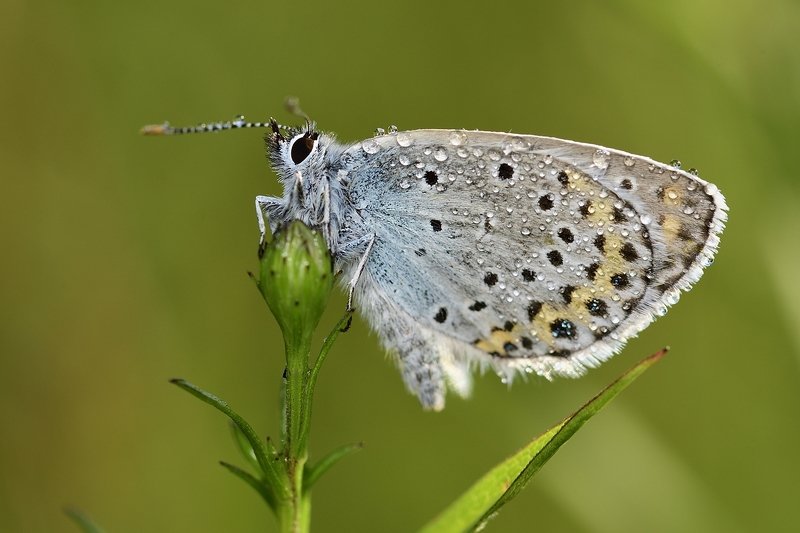 бабочка  butterfly бабочка фото превью