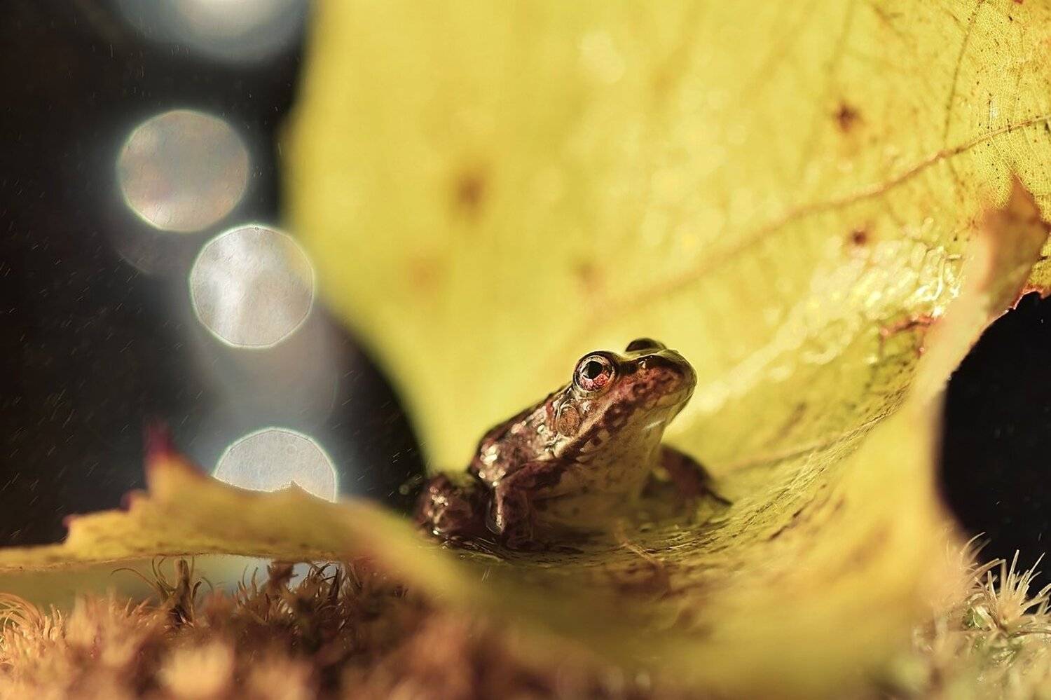 , Лапшина Владлена