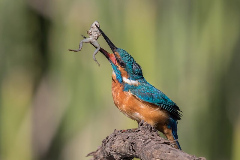 ПётрРогов,фотограф,орнитология,Израиль,фотоохота,canon5dmarkiii,canon600mmf4,birds,ornitology,nature,Israel,дикаяприрода,kingfisher,wildnature,Иерусалим,Jerusalem,wildnaturephotography,обыкновенныйзимородок,зимородок Зимородок обыкновенный с добычей  фото превью