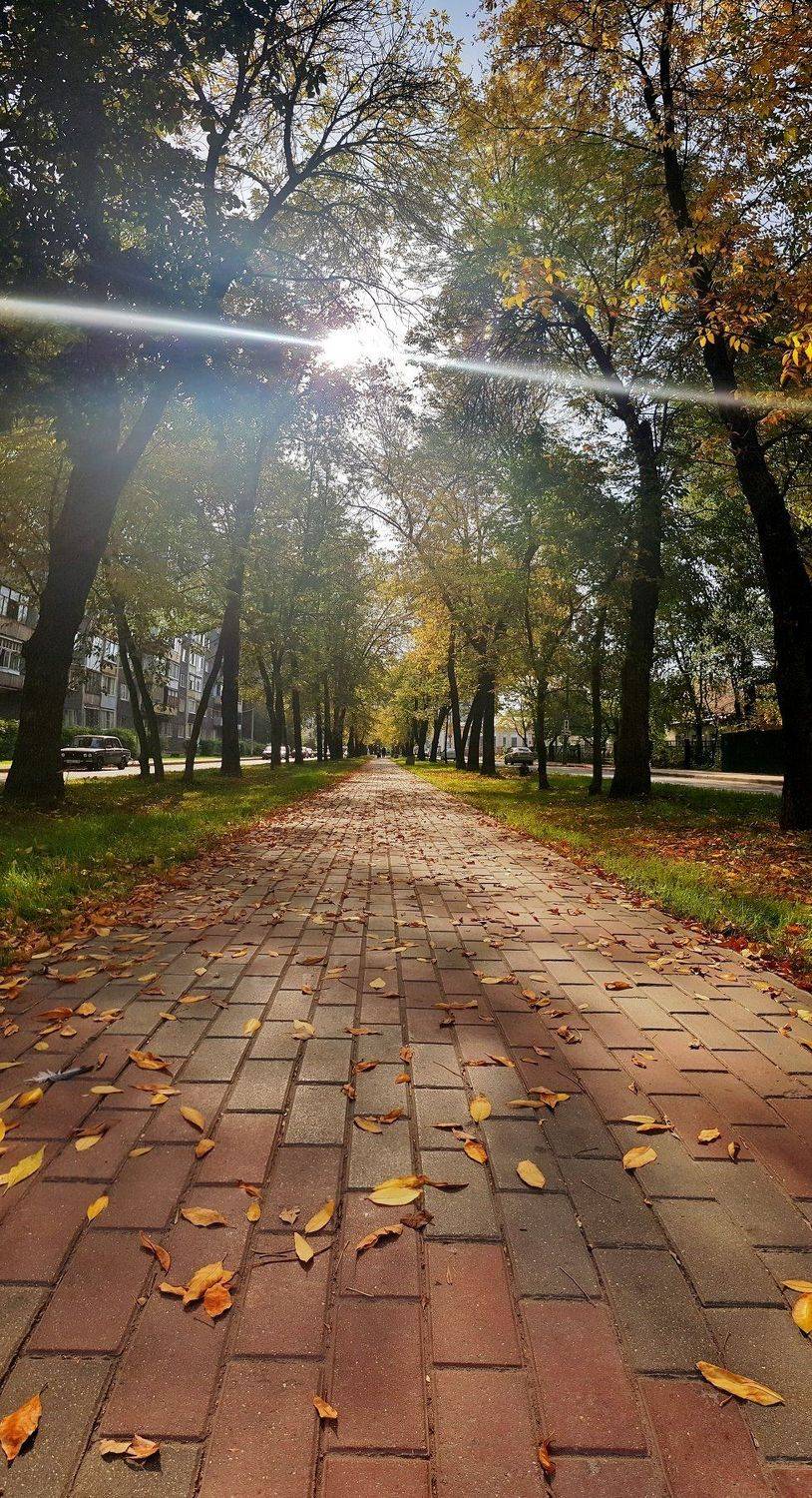 листья, деревья, город, ветки, луч, солнце, красота, осень, Татьяна Пименкова