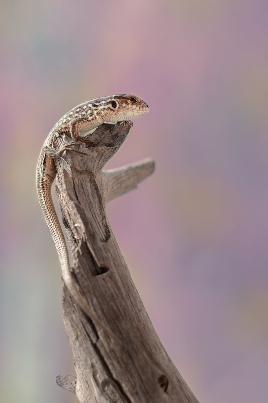 Царь горы фото превью