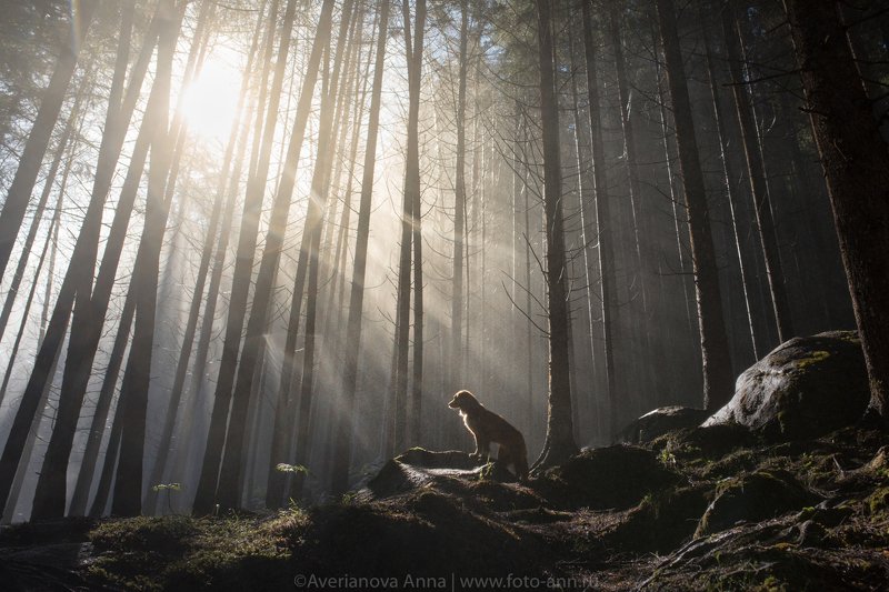 собака, туман, лес утро в лесу фото превью