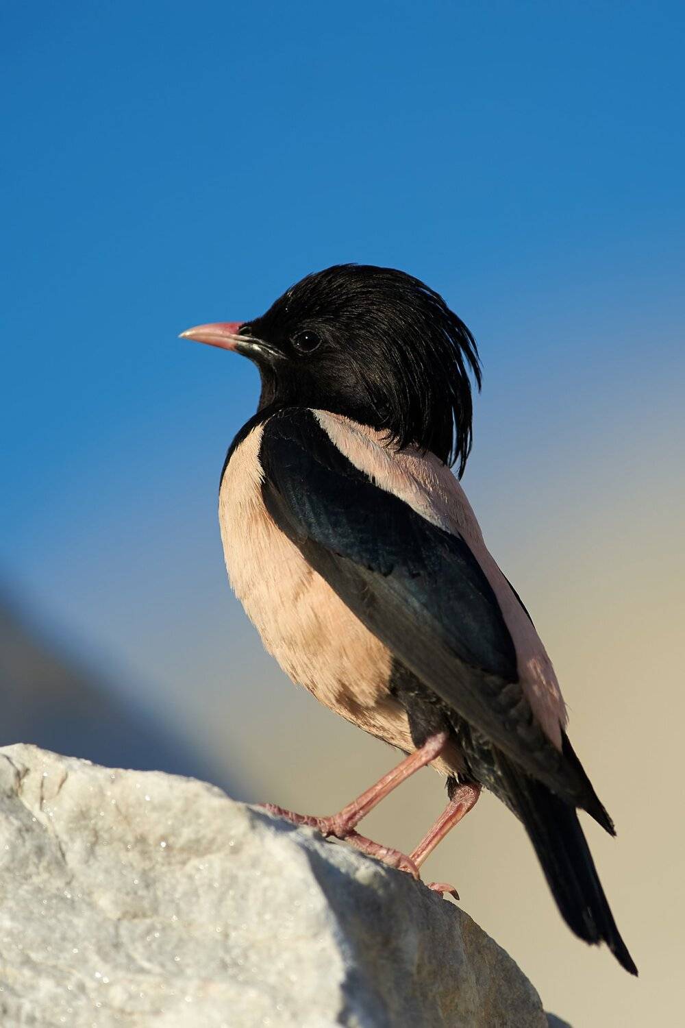 , Калин Ботев