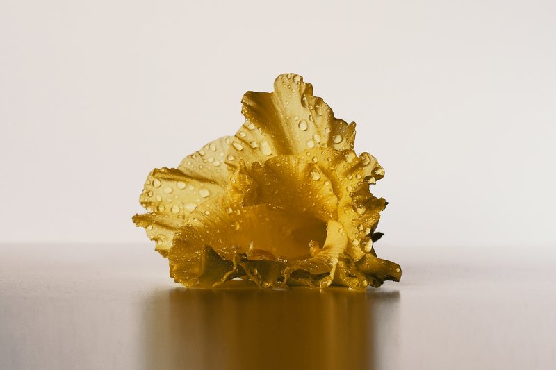 Flower shell фото превью