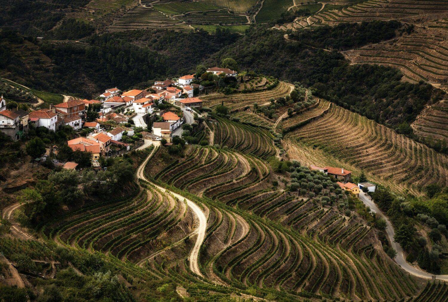 долина, виноградники, холмы, Александр Безмолитвенный