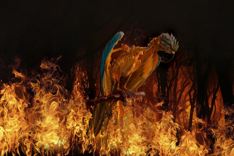 conceptual, fire, art , fine art Amazonia фото превью