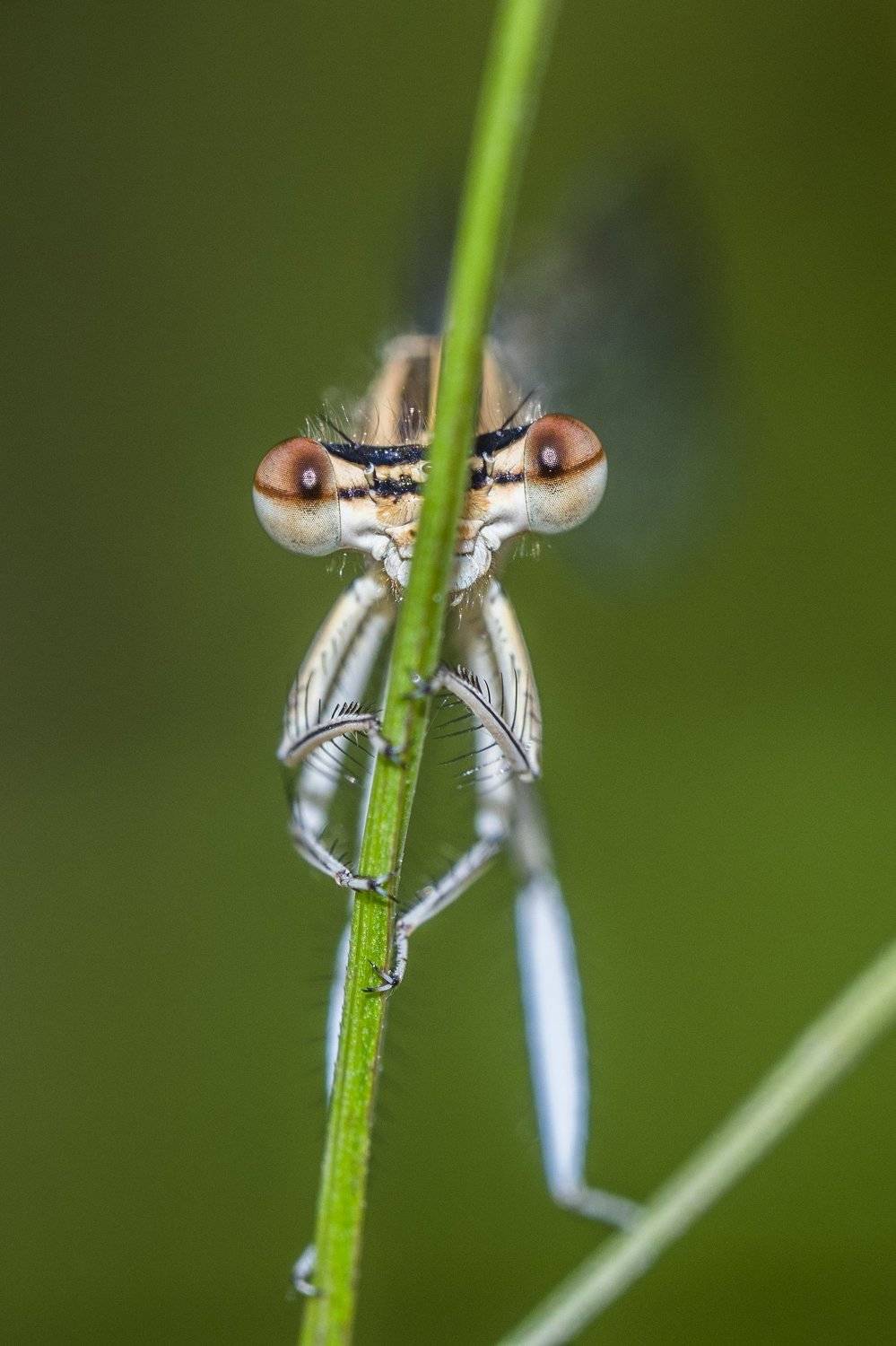 , Евгения Муравская