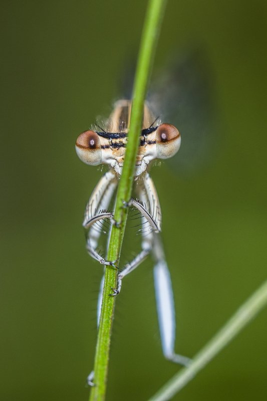 *** фото превью