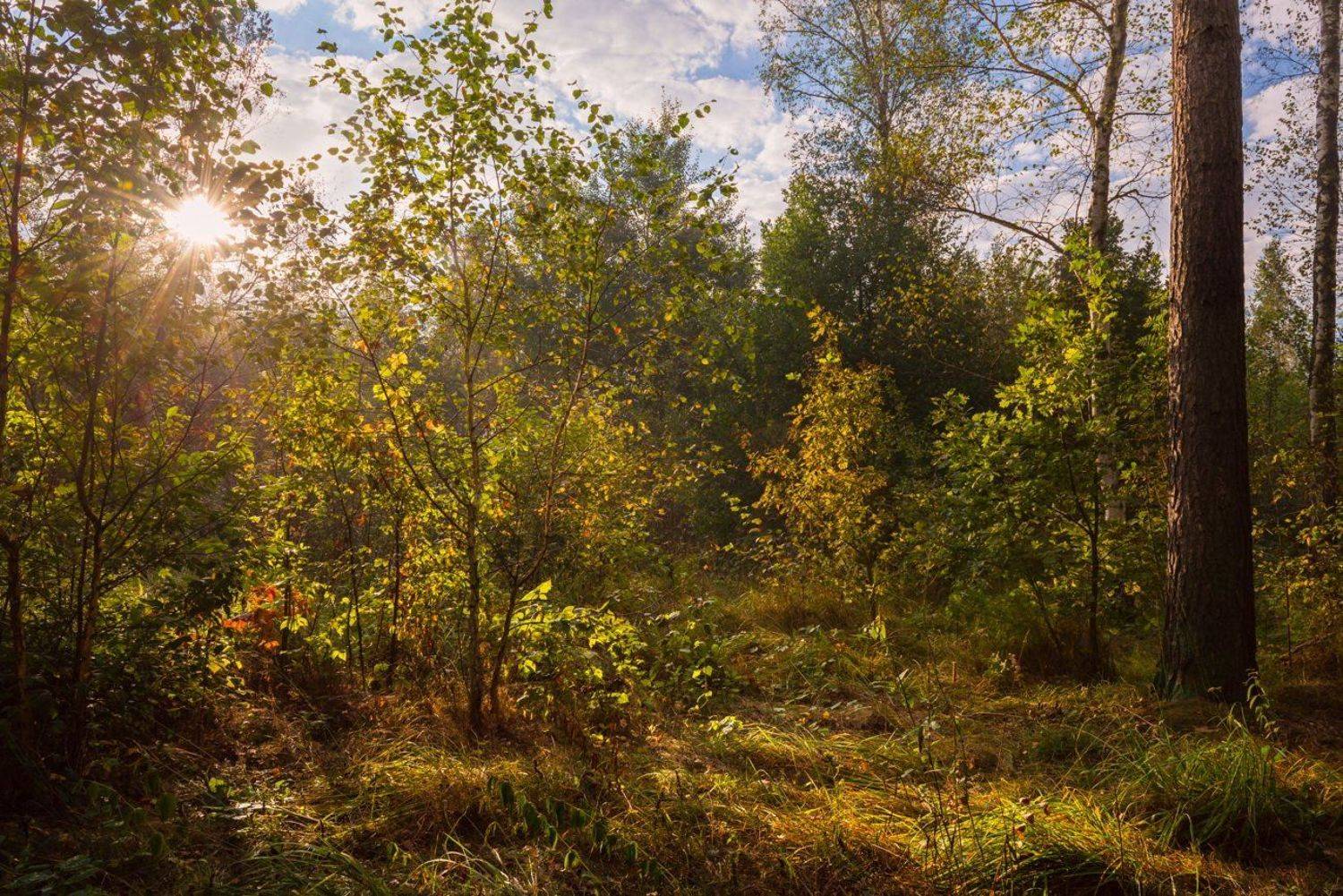 лес, осень, сентябрь, утро, рассвет, свет, лучи, дымка, Галанзовская Оксана