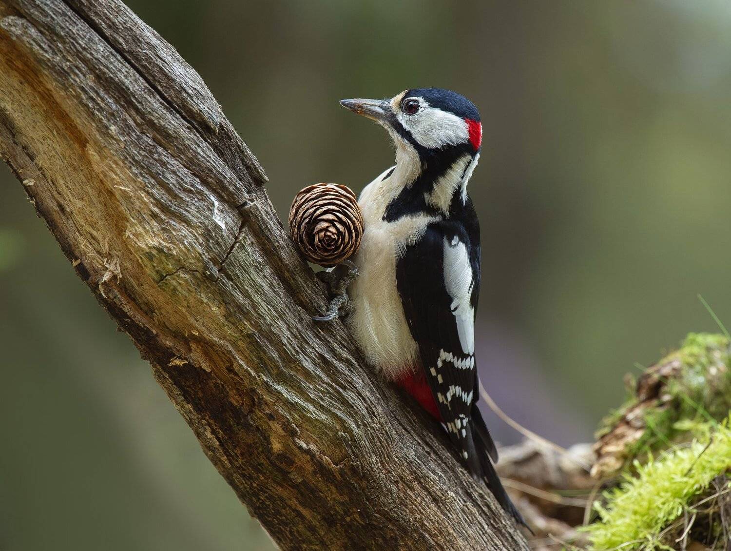 природа,лес,осень,, Андрей Киселёв
