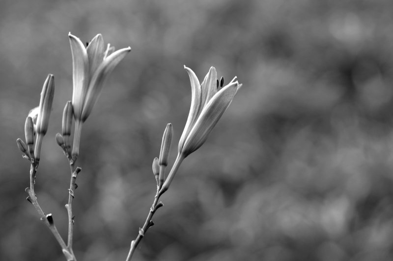 flowers blackandwhite #002 фото превью