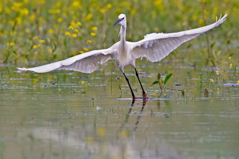 Белая грация фото превью