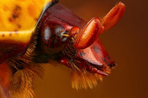 Pachnoda trimaculata