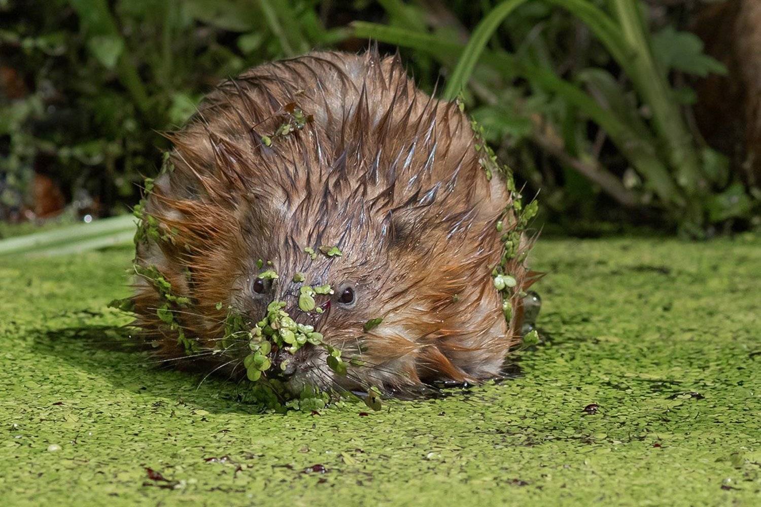 ондатра, река, ряска, Наталия Сытина