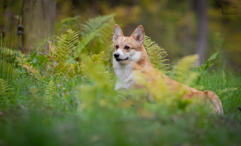 вельш корги пемброк, корги, собака Лесная Шанти фото превью