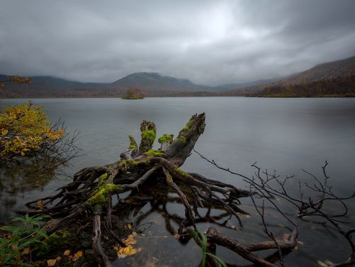 Пасмурный пень