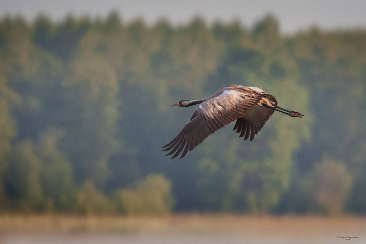, Валерий Субачев