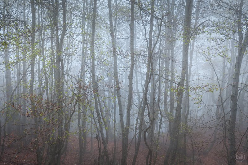 черногория, ловчен, туман, лес Затаивший дыхание лес фото превью