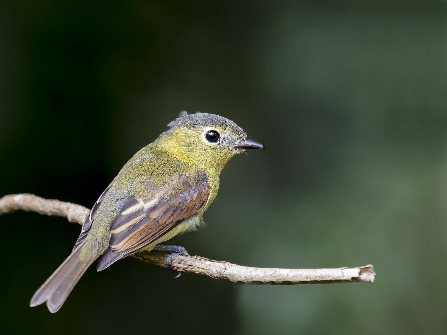 , Fernando Burgalin Sequeira