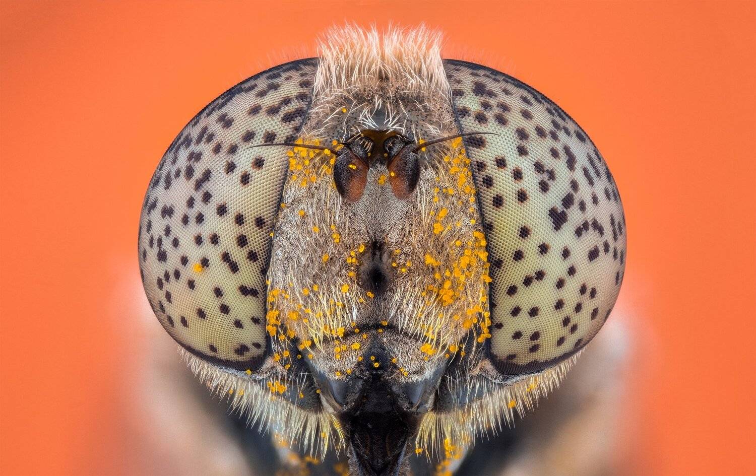 ceclii, macro, extrememacro, nikon d3400, lomo 3.7x, Tsvetan Ganev