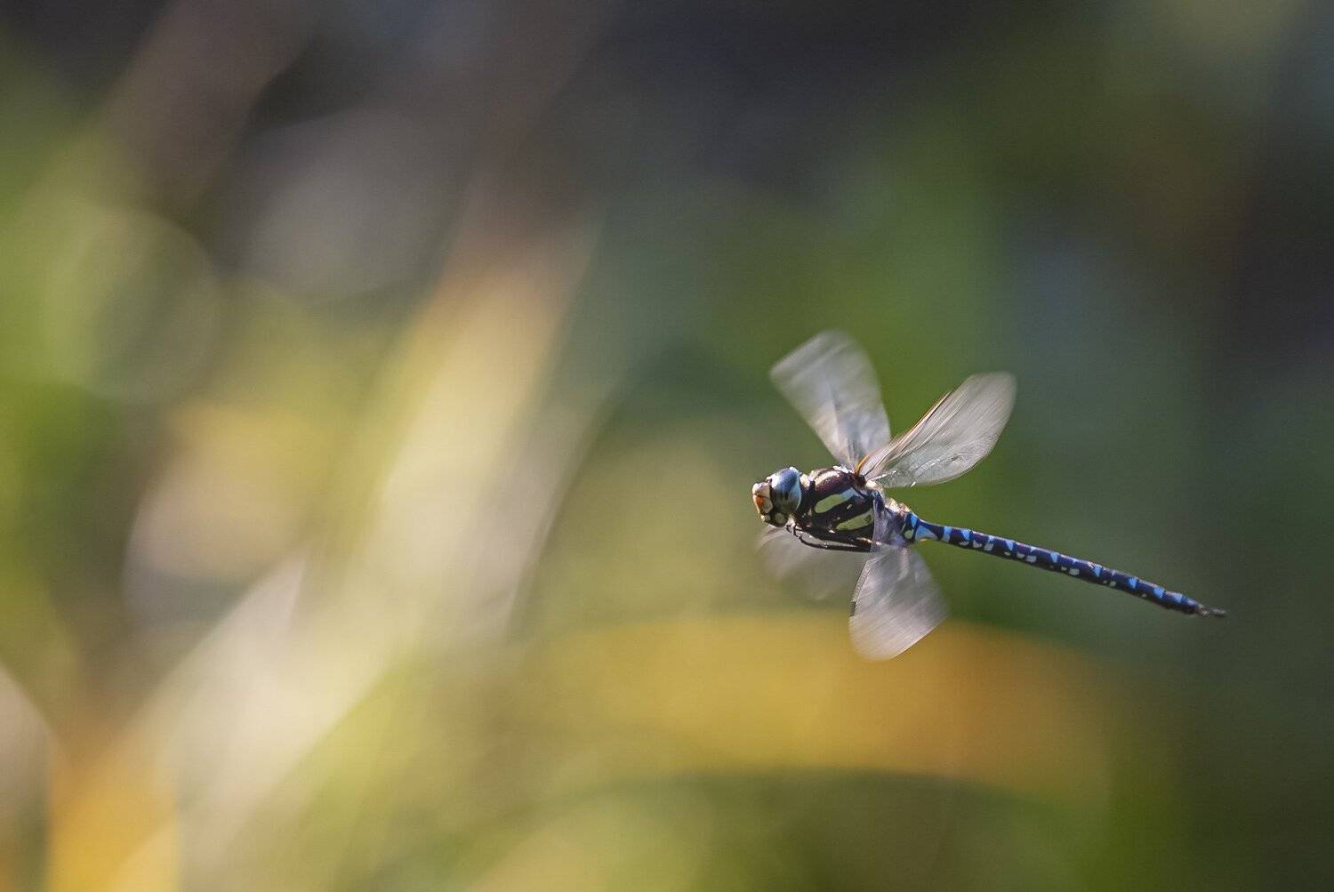 стрекоза коромысло полет сентябрь, Евгений Слободской
