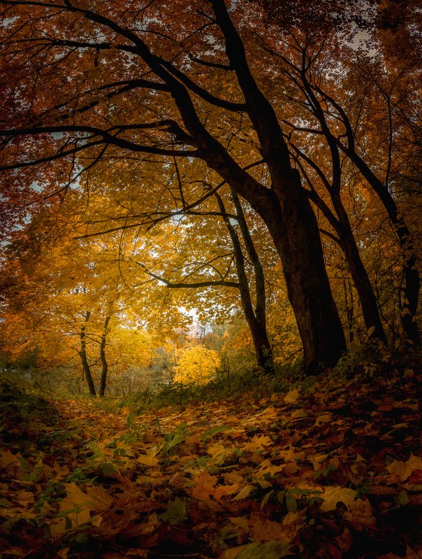 *** фото превью