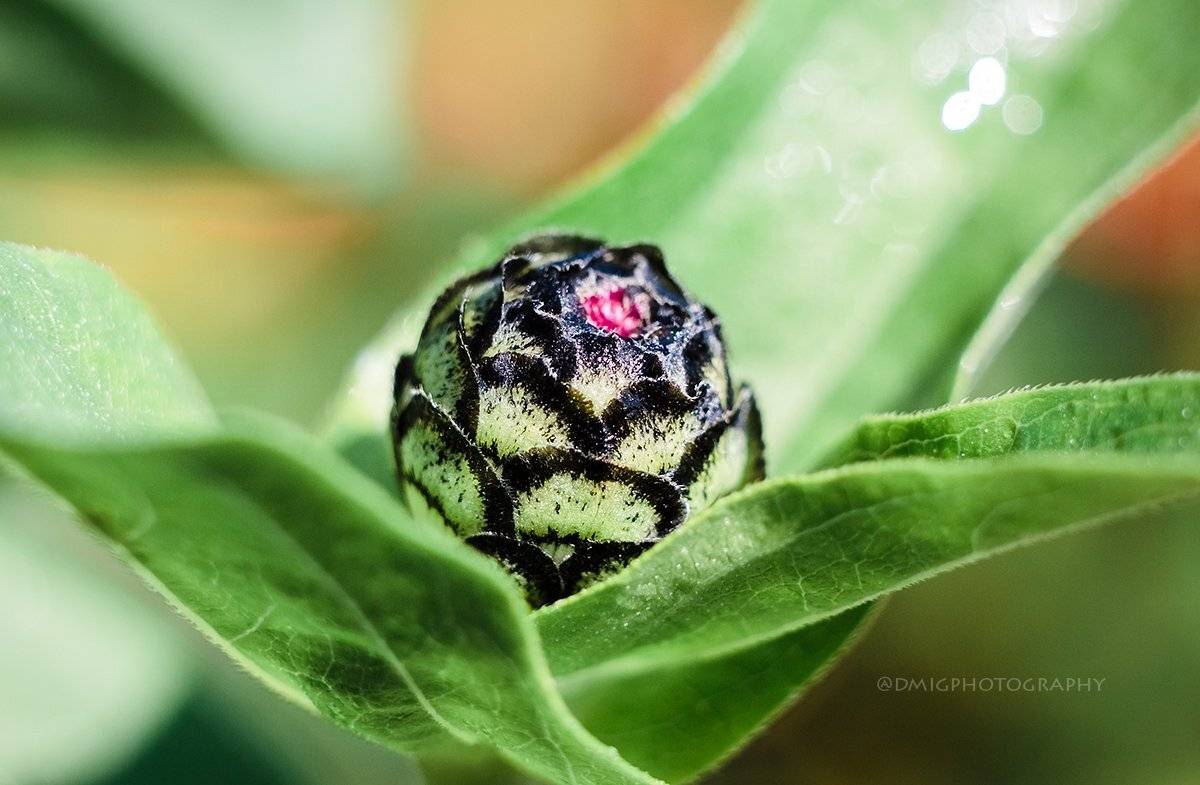 макро, цветы, природа, макромир, макросъёмка, гелиос44_2, осень, солнце, растение, , Дмитрий Гусалов