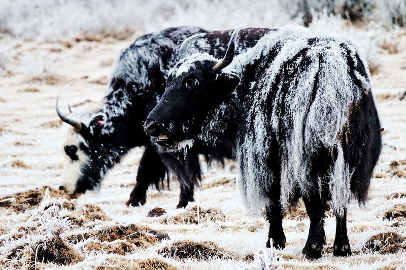 Black Yak Tiebet фото превью