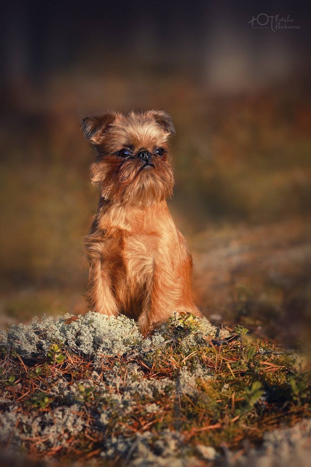 , Наталия Поникарова