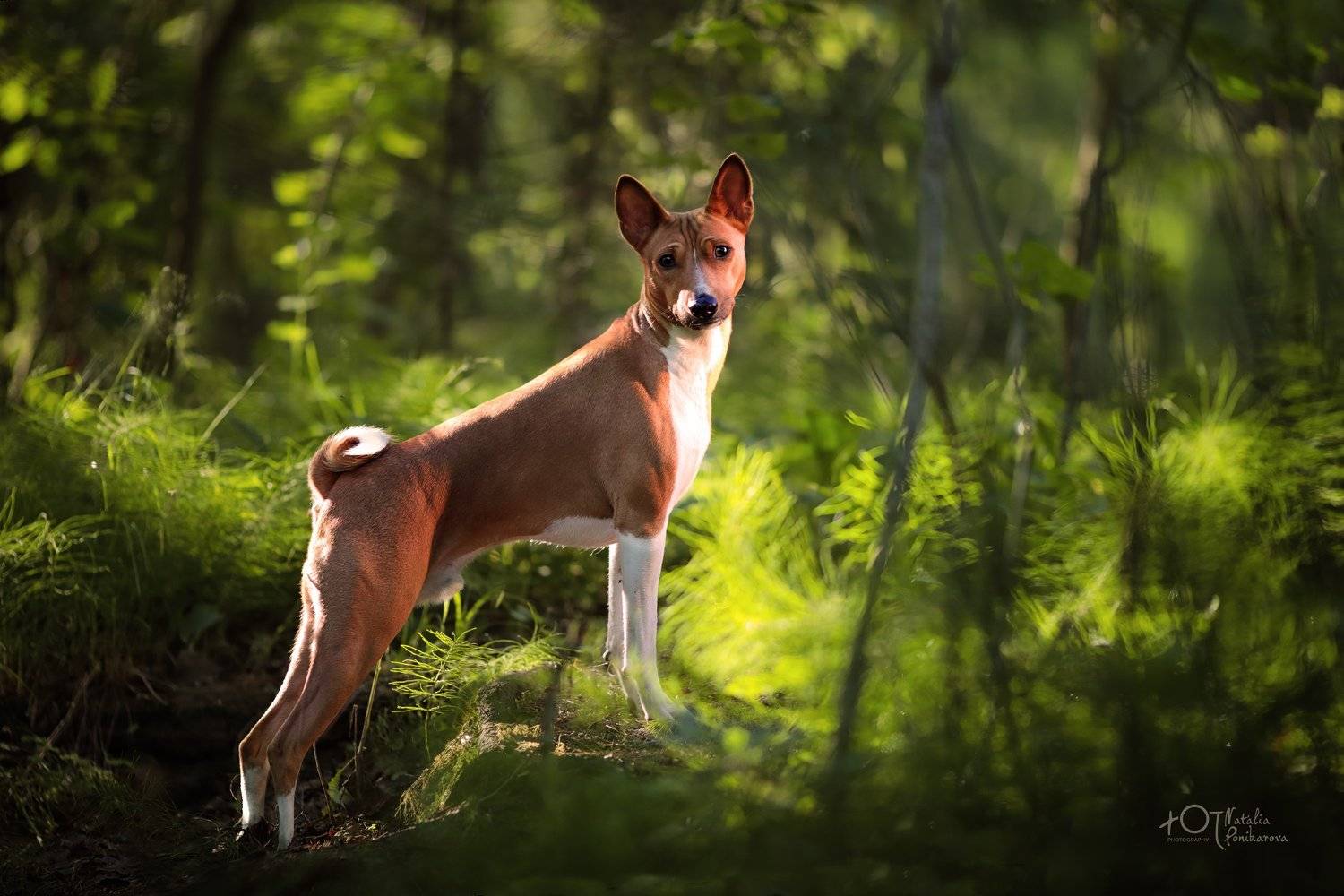 , Наталия Поникарова